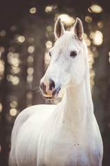 Holsteiner gelding with bokeh