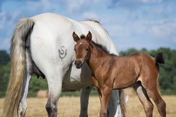 Little foal with his mother