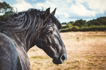 Comtois stallion in a meadow