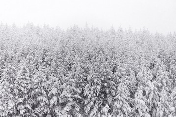 winter forest trees. fir tree forest.