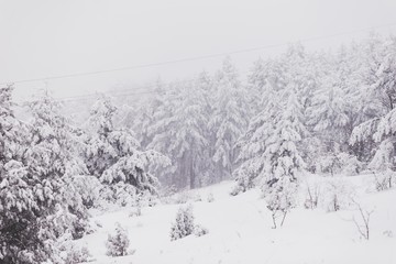 snow mountain forest fir trees