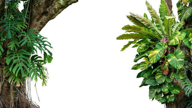 Nature frame of jungle trees with tropical rainforest foliage plants (Monstera, bird’s nest fern, golden pothos and forest orchid) growing in wild isolated on white background with clipping path.