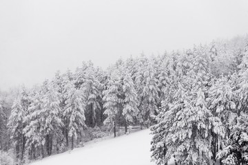 snow mountain forest fir trees
