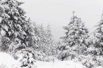 snow mountain forest fir trees