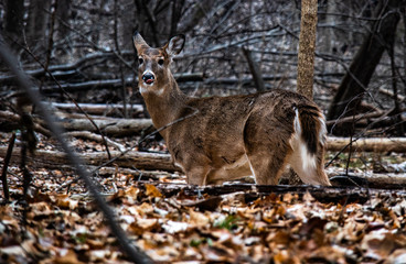 deer in the forest
