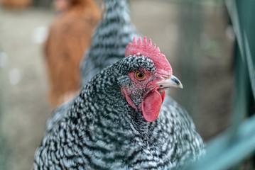 portrait of a rooster