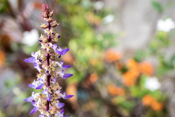 flowers in the garden