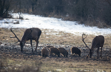 Red deers and wild boar piglets on snow