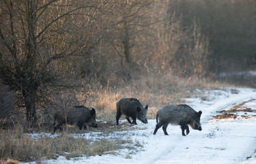 Wild boars in forest on snow