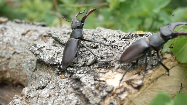 Two big deer beetles Lucanus cervus creep along tree. Rare beetles in the forest