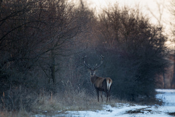 Red deer in forest on snow