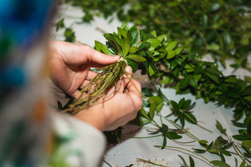 green leaves in a basket in the basket on the table the wedding tradition of Ukraine