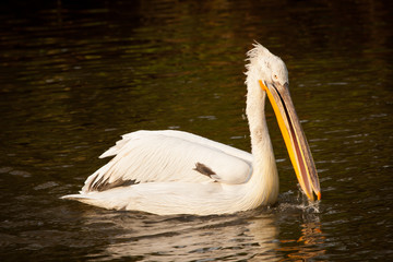 Great white pelican or eastern white pelican, rosy pelican, Pelecanus onocrotalus, catching fish in a lake.