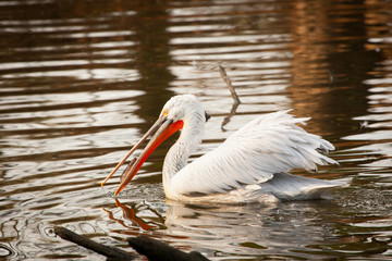 Great white pelican or eastern white pelican, rosy pelican, Pelecanus onocrotalus, catching fish in a lake.