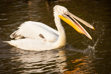 Fototapeta na wymiar Great white pelican or eastern white pelican, rosy pelican, Pelecanus onocrotalus, catching fish in a lake.