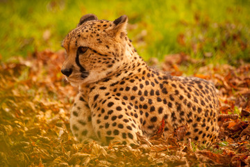 A horizontal, colour photograph of a stunning male leopard, Panthera pardus, laying in the sun in golden light