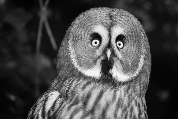The Great Grey Owl or Lapland Owl, Strix nebulosa, on a natural forest background