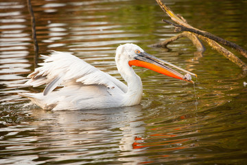 Great white pelican or eastern white pelican, rosy pelican, Pelecanus onocrotalus, catching fish in a lake.