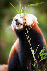 Beautiful Red panda or lesser panda, sitting between the trees, feeding from the green bamboo...