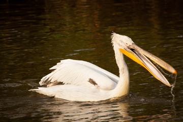 Great white pelican or eastern white pelican, rosy pelican, Pelecanus onocrotalus, catching fish in a lake.