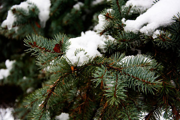 śnieg na choince © Dariusz Grochal 