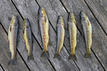 Several trout