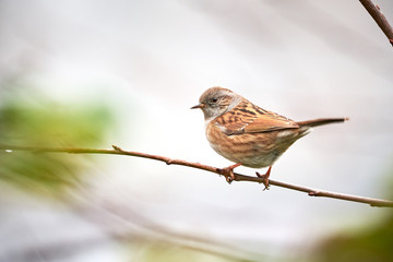 Dunnock (Prunella modularis) Sitting On Branch