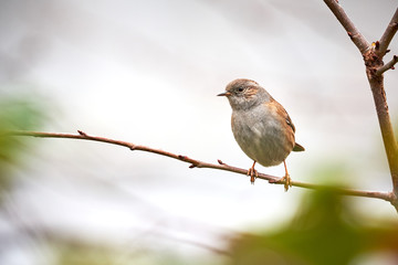 Dunnock (Prunella modularis) Sitting On Branch