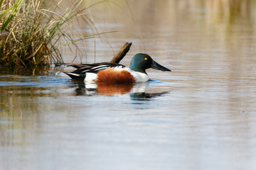 Northern Shoveler (Anas clypeata).