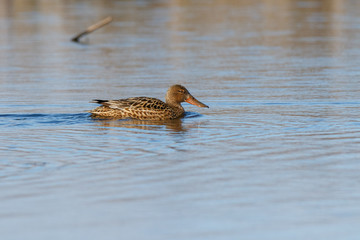 Northern Shoveler (Anas clypeata).