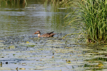 Northern Shoveler (Anas clypeata).