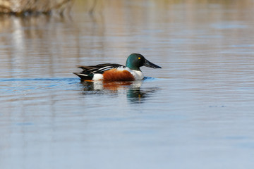 Northern Shoveler (Anas clypeata).