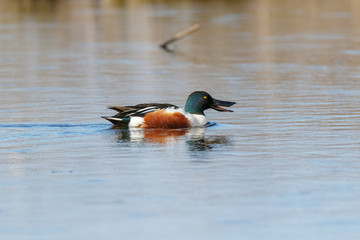 Northern Shoveler (Anas clypeata).