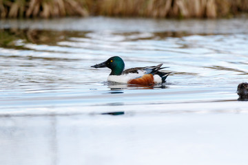Northern Shoveler (Anas clypeata).