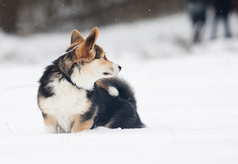welsh corgi pembroke puppy in the snow