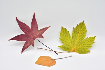 Hojas secas de árboles