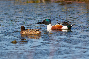Northern Shoveler (Anas clypeata).