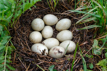 Northern Shoveler (Anas clypeata).