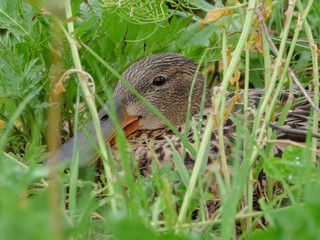 Northern Shoveler (Anas clypeata).