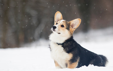 welsh corgi pembroke puppy in the snow