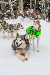 Husky dogs having a rest at winter forest