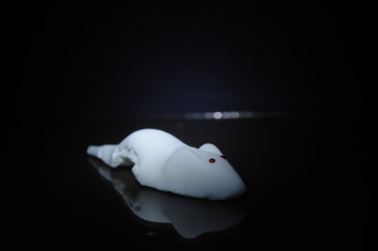 S&uuml;&szlig;e Maus