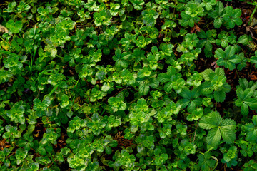 Green grass. Grass. Leaves.