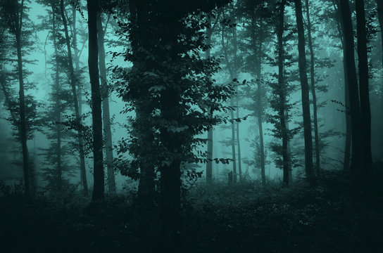 dark fantasy mysterious forest landscape, trees in fog in scary woods