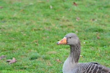 Animales en la naturaleza,mamiferos,aves y otros