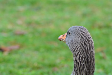 Animales en la naturaleza,mamiferos,aves y otros
