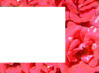 White background for text among the image of red roses. Postcard, banner
