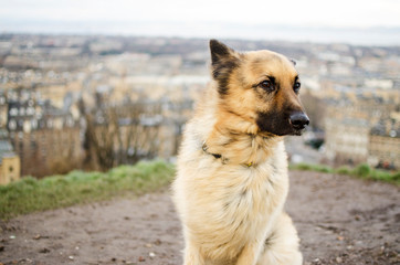 portrait of a German shepherd dog
