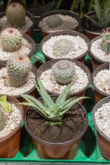 lines of cactus outside