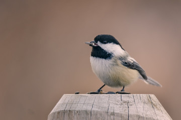 Black-capped Chickadee